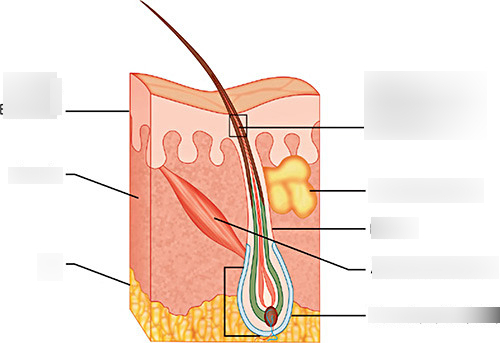 Anatomy of Hair and Scalp